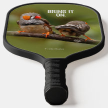 Une paire de chansons de Zebra Finch