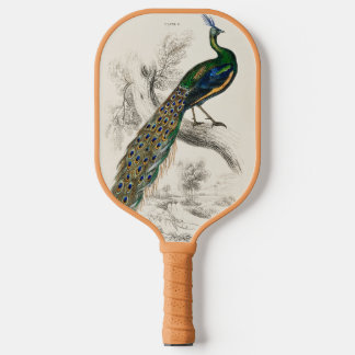 Raquette De Pickleball Vintage Peacock Histoire naturelle Imprimer