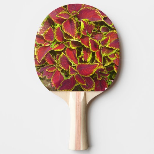 Raquette de ping pong à fleur de coléus rouge (Devant)