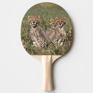 Raquette De Ping Pong Afrique; Kenya; Masai Mara; Trois bébés guépards
