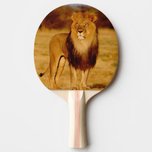 Raquette De Ping Pong Afrique, Namibie, Okonjima. Lion mâle solitaire
