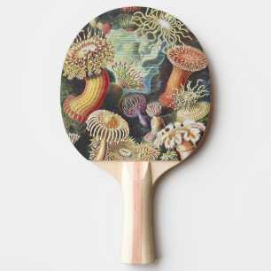 Raquette De Ping Pong Anémones de mer de Haeckel Collage d'art de vie na