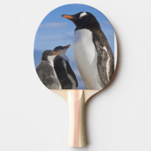 Raquette De Ping Pong Antarctique, Anse Neko (Port). Manchot gentoo 2