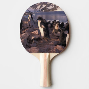 Raquette De Ping Pong Antarctique, poussins de manchots Adélie