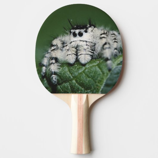 Raquette De Ping Pong Araignée sautante de Metaphid (Devant)