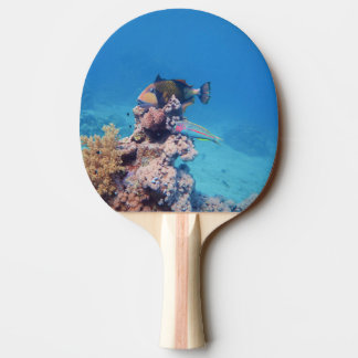 Raquette De Ping Pong Baliste sur récif corallien - Conception photograp