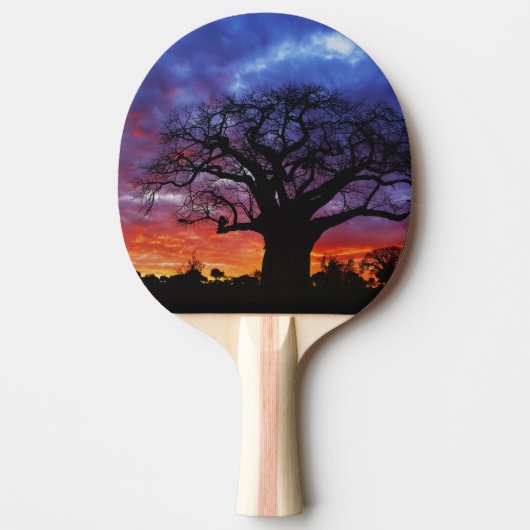 Raquette De Ping Pong Baobab africain, Adansonia digitata, 2 (Devant)