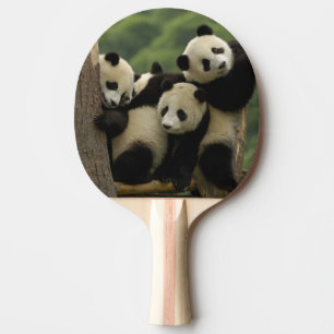 Raquette De Ping Pong Bébés panda géant (Ailuropoda melanoleuca)
