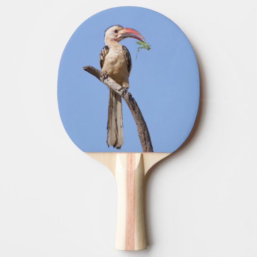 Raquette De Ping Pong Bécasseau à bec rouge (Devant)