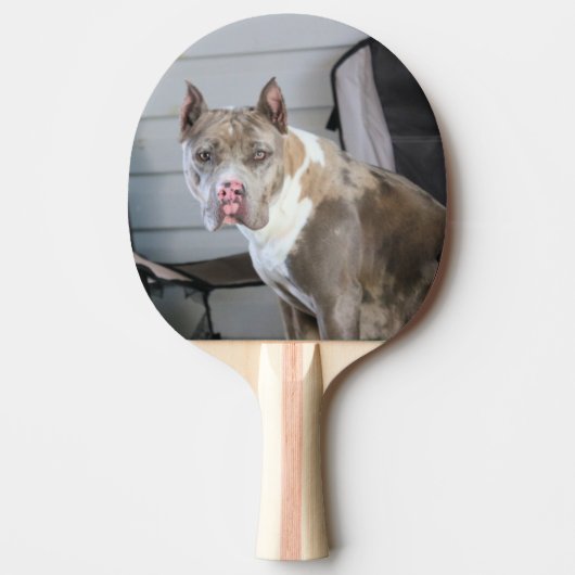 Raquette De Ping Pong Bulle de Pitt (Devant)