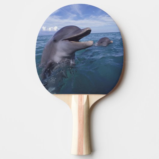 Raquette De Ping Pong Caraïbes, Grand dauphin (Devant)