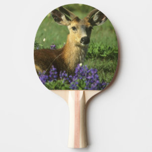 Raquette De Ping Pong Cerf à queue noire, Odocoileus hemionus
