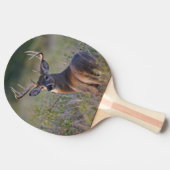 Raquette De Ping Pong cerf de Virginie Odocoileus virginianus (Côté)