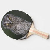 Raquette De Ping Pong Chouette à cris de l'Est, Megascops asio, Otus 2 (Côté)