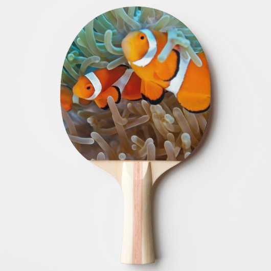Raquette De Ping Pong Clownfish (Devant)