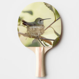 Raquette De Ping Pong Colibri femelle sur son nid