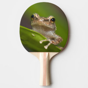 Raquette De Ping Pong coqui commun, Eleutherodactylus coqui