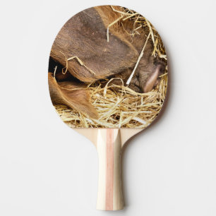 RAQUETTE DE PING PONG COUPER
