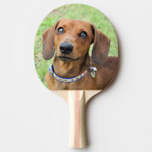 Raquette De Ping Pong Dachshund