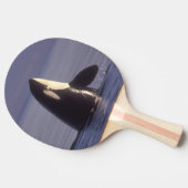 Raquette De Ping Pong Épaulard émergeant (Orque orcinus) près de (Côté)