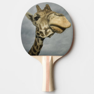 Raquette De Ping Pong États-Unis, Texas, Fossil Rim Wildlife Area, giraf