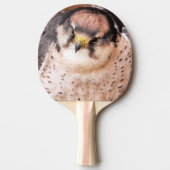RAQUETTE DE PING PONG FALCON (Devant)