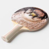 RAQUETTE DE PING PONG FALCON (Devant Angle)