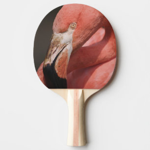 Raquette De Ping Pong Flamant du Chili, Phoenicopterus chilensis