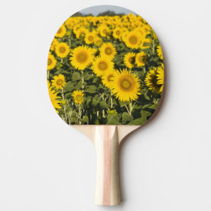 Raquette De Ping Pong France, Provence, Valensole. Champ de