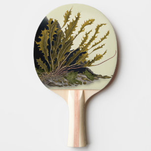 Raquette De Ping Pong Front de Tidal