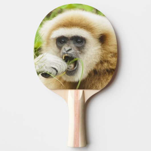 Raquette De Ping Pong Funny Gibbon Animal Photo (Devant)