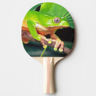 Raquette De Ping Pong Grenouille arboricole singe bicolore, Phyllomedusa