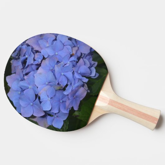 Raquette De Ping Pong Hydrangea macrophylla violette rustique (Côté)