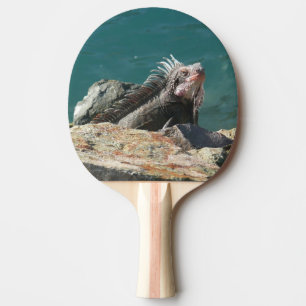 Raquette De Ping Pong Iguane à St. Thomas