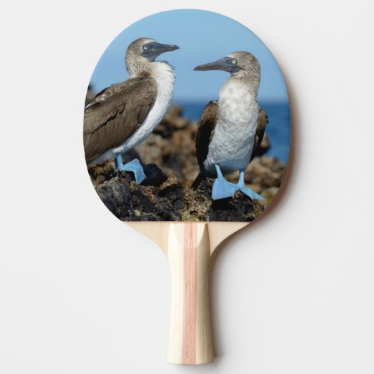 Raquette De Ping Pong Îles Galapagos, île Isabela (Devant)