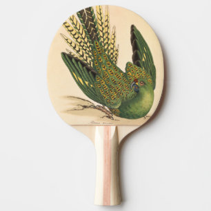 Raquette De Ping Pong James Sowerby Parrot terrestre, Psittacus terrestr