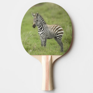 Raquette De Ping Pong Jeune zèbre dans la plaine de Serengeti