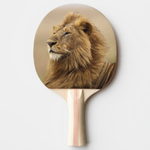 Raquette De Ping Pong Kenya, Masai Mara Lion mâle