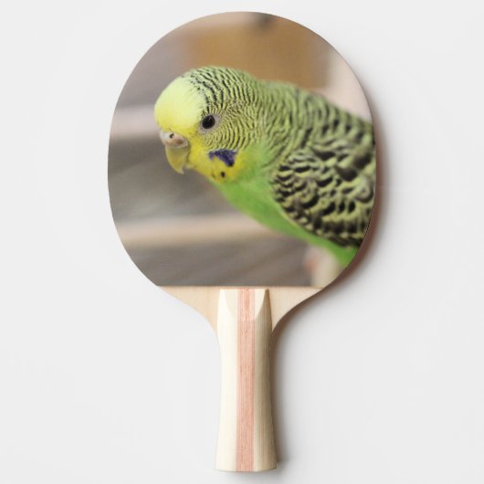 Raquette De Ping Pong Kiwi (Devant)