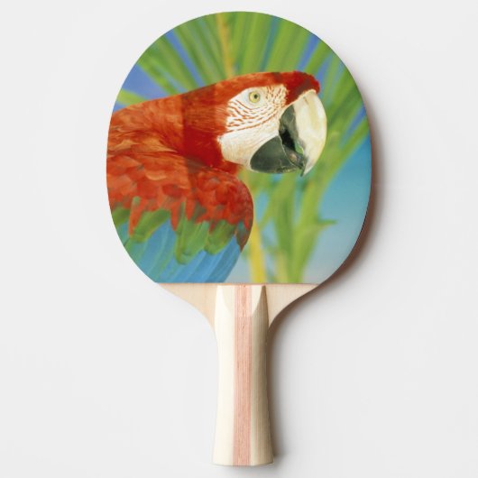 Raquette De Ping Pong Les Etats-Unis, Hawaï. Perroquet (Devant)