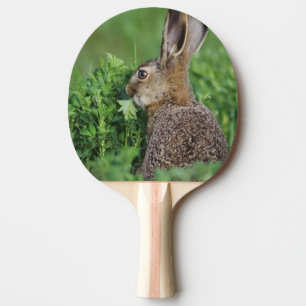 Raquette De Ping Pong Lièvre brun, Lepus europaeus, jeune mangeant,