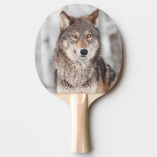 Raquette De Ping Pong Loup gris (lupus de Canis) avec un dos d'oreille