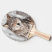Raquette De Ping Pong Loup gris (lupus de Canis) avec un dos d'oreille (Côté)