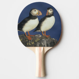 Raquette De Ping Pong Macareux atlantique