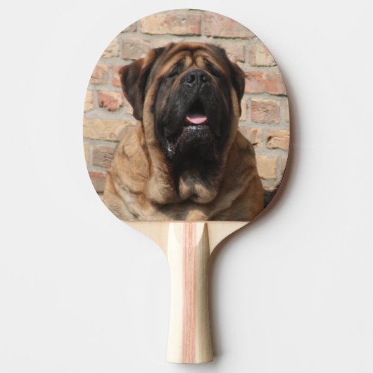 Raquette De Ping Pong Mastiff anglais (Devant)