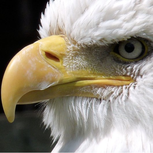 RAQUETTE DE PING PONG OISEAU D'AGLE