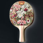 Raquette De Ping Pong Orchidées, Orchidées Denusblumen par Ernst Haeckel<br><div class="desc">Orchidées,  Orchidées Denusblumen par Ernst Haeckel Paddle</div>