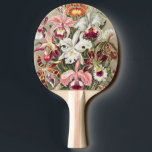 Raquette De Ping Pong Orchidées, Orchidées Denusblumen par Ernst Haeckel<br><div class="desc">Orchidées,  Orchidées Denusblumen par Ernst Haeckel Paddle</div>