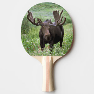 Raquette De Ping Pong Orignal mâle (Alces alces) dans les fleurs sauvage