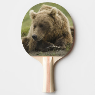 Raquette De Ping Pong Ours brun, ou Ours grizzly côtier, Ursus